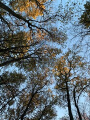 trees and sky