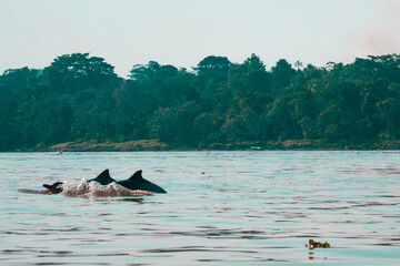 Fototapeta premium two dolphins in the amazon