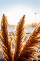 Dried pampas grass over window background. Closeup. Dry Reed. Home decor. Minimal and trend concept.