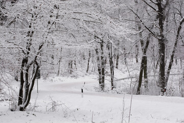 Winter wonderland. Forest road covered with snow. Frosty trees. 