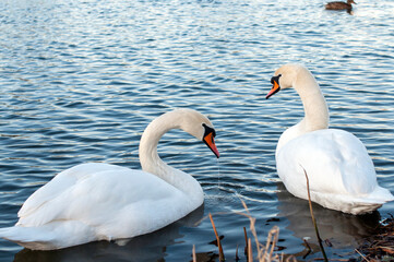white swans group on the lake swim well under the bright sun