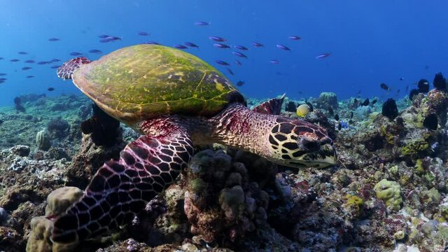 Hawksbill turtle swimming over coral reef