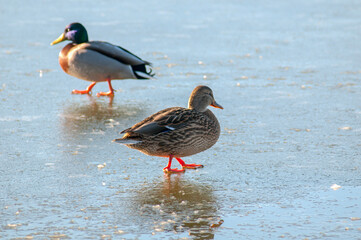 wild ducks in the nature of a sunny day