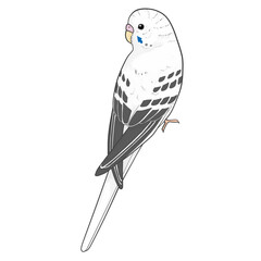 セキセイインコ