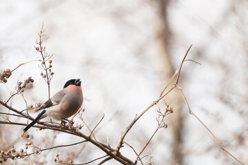 eurasian bullfinch on the branch