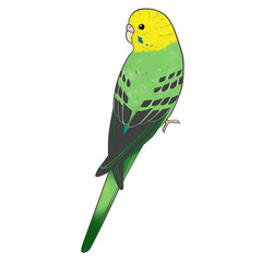 セキセイインコ