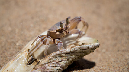 Crab stands on a large seashell against a background of sand