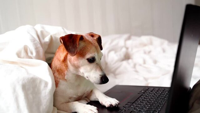 Dog from side profile lying on white bed at home looking to computer laptop black screen. Watching movies or working from home remotely on internet. Online freelancer projects. Cozy comfortable home