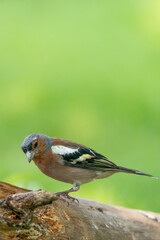 close up of a pretty female house finch perched on a branch in a tree in summer