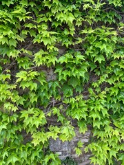 ivy on the wall