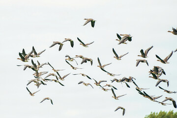 A large flock of geese silhouetted against a blue and white sky. Movement, selective focus
