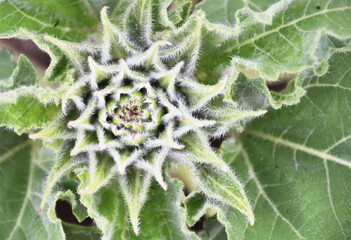 Opening Sunflower Plant