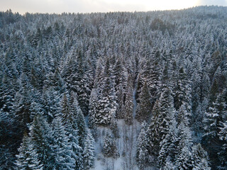 Snow-covered forest of the Carpathian Mountains. Ukraine