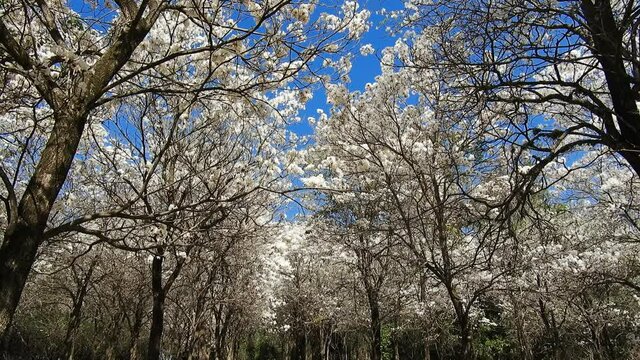 Ipes white tree flowering grove with selective focus in the municipality of Marilia	