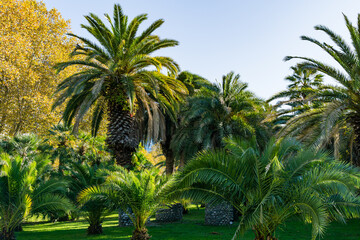 Fototapeta na wymiar Beautiful palm tree Canary Island Date Palm (Phoenix canariensis) in city park Sochi. Beautiful exotic landscape with big and young palms.