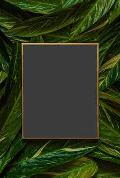 Top view of empty golden frame and  black paper  with copy space and green fresh tropical leaves..Nature background.