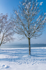 Traumhafte Schneelandschaft am Bodensee mit blauen Himmel und viel Schnee