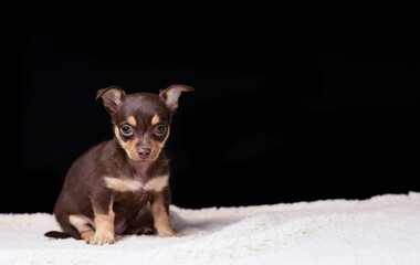 chihuahua puppy on black background