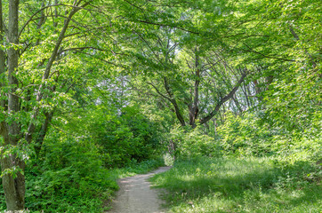 forest trail in spring forest