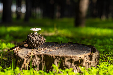 wild mushrooms overgrown on a tree stump
