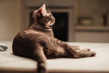 retrato de gato doméstico el interior de una casa.