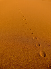a rolling stone/gravel trail in the middle of the desert. close up.