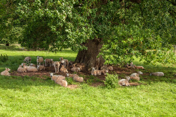 Sheep relaxing under the old oak tree
