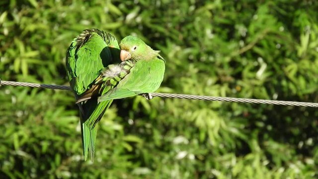 maritacas ou brazilian parrots landed on a high voltage wire in Brazil