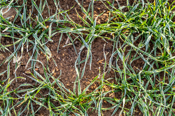 The green crops and the land with hoarfrost