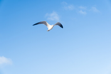 Fototapeta na wymiar Isolated Seagull Gracefully Flying in the Blue Skies of Miami Beach.