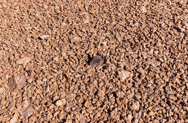 Chondrite Meteorite, a piece of rock formed in outer space in the early stages of Solar System as asteroids. This meteorite comes from a meteorite fall impacting the Earth at Atacama Desert