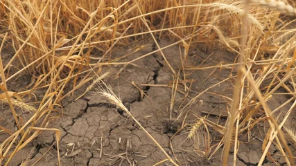 Tragetasche Drought, wheat harvest is dying. Fields without water. Earth burst from heat. Drying out cracked soil. Climate change, environmental disaster and cracks in ground, degradation of agricultural land. © zoteva87