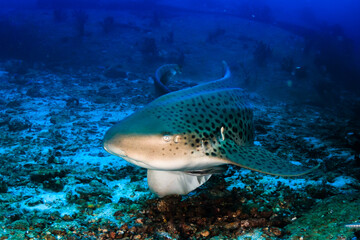 Fototapeta premium A curious Zebra Shark (stegostoma fasciatum) on a deep, underwater tropical reef