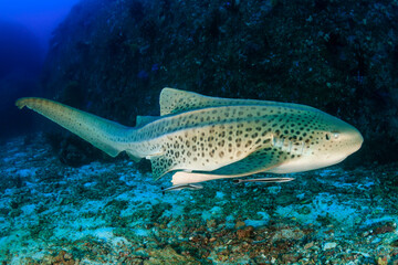Fototapeta premium Beautifully spotted Zebra (Leopard) Shark on an underwater coral reef in Thailand's Similan Islands
