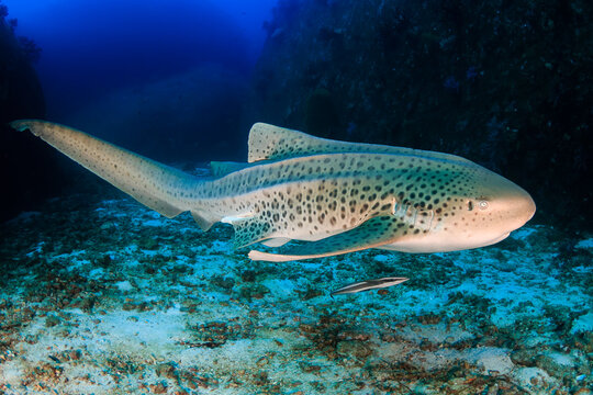 A curious Zebra Shark (stegostoma fasciatum) on a deep, underwater tropical reef