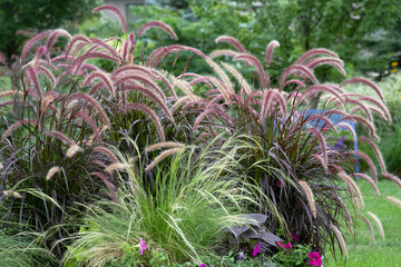 The plumes of the Purple fountain ornamental grasses, pennisetum setaceum, shimmer in the late...