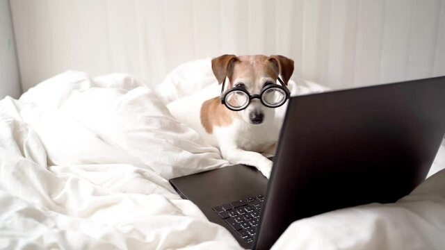 cute small dog with glasses in white bed covered with blanket at home using laptop computer. anxiously watching the news on the internet channel or movie serials. Cozy video footage. Working from home