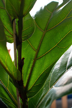 Fiddle Leaf Fig (Ficus Lyrata) Houseplant in the Sunlight
