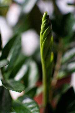 New leaf stem of a ZZ Plant [Zamioculcas zamiifolia]