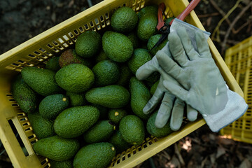 Hass avocados harvested