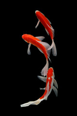 Fototapeta premium Butterfly koi fish