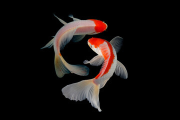 Butterfly koi fish
