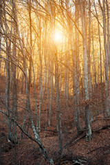 Sun setting behind trees in a forest