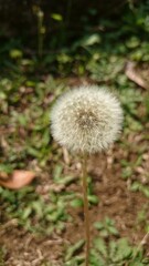 dandelion seed head