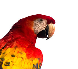 Guacamaya