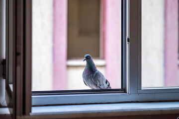 guest dove looking inward from a house window