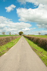 Fototapeta na wymiar Summertime hedges and road in the countryside
