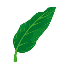 leave plant green nature icon