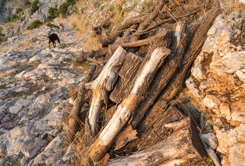 Wooden firewood logs laying in the sun on a mountainside with goats beyond,Kotor,Montenegro.