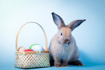 Cute rabbit, light brown fur with Easter eggs. blue background. Vertebrates are mammals. Easter concept.
